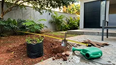 Como plantar flamboyant do jeito certo e evitar raízes levantando calçada