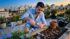 Margarida-azul: como plantar e ter floração prolongada no jardim