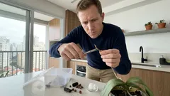 Como salvar uma orquídea que parece morta: sinais, cortes e replantio sem drama