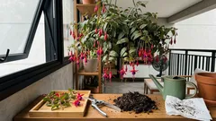 Como cuidar do brinco-de-princesa e ter floração intensa na meia-sombra