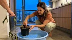Como salvar planta murcha: rega de emergência que funciona no vaso