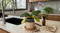 Orquídea com folhas amareladas: 7 causas comuns e como resolver sem erro