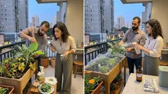 Como acabar com a mosca-branca na horta com soluções simples e seguras