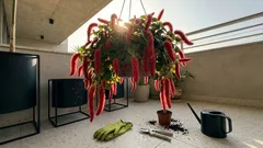 Rabo-de-gato: como cuidar da planta e manter as flores vermelhas sempre bonitas