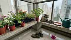 Flores para plantar no verão: 8 espécies que aguentam calor e florescem rápido