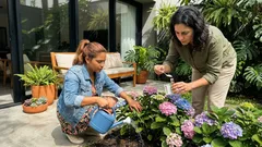 Como mudar a cor da hortênsia com o pH do solo (azul, rosa e lilás)